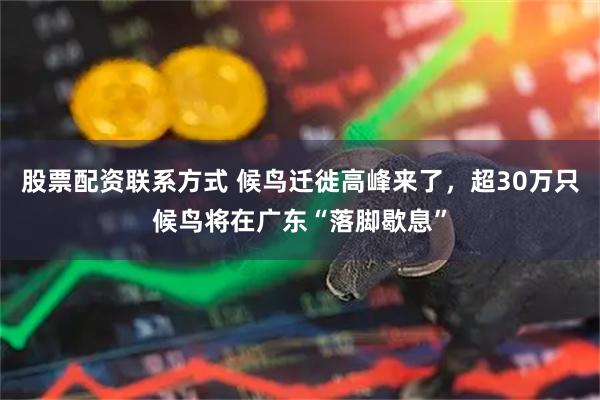 股票配资联系方式 候鸟迁徙高峰来了,超30万只候鸟将在广东“落脚歇息”